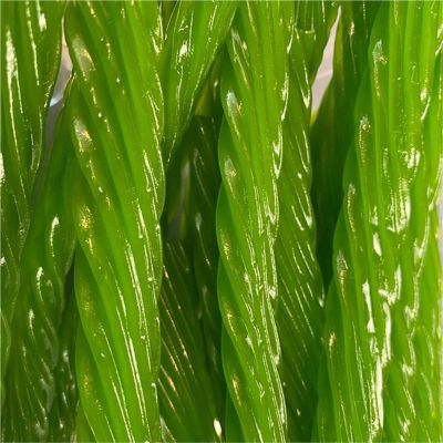THS954449 image(0) - Tender Heifer Snack Co. Green Apple Licorice Candy - 16 Ounce